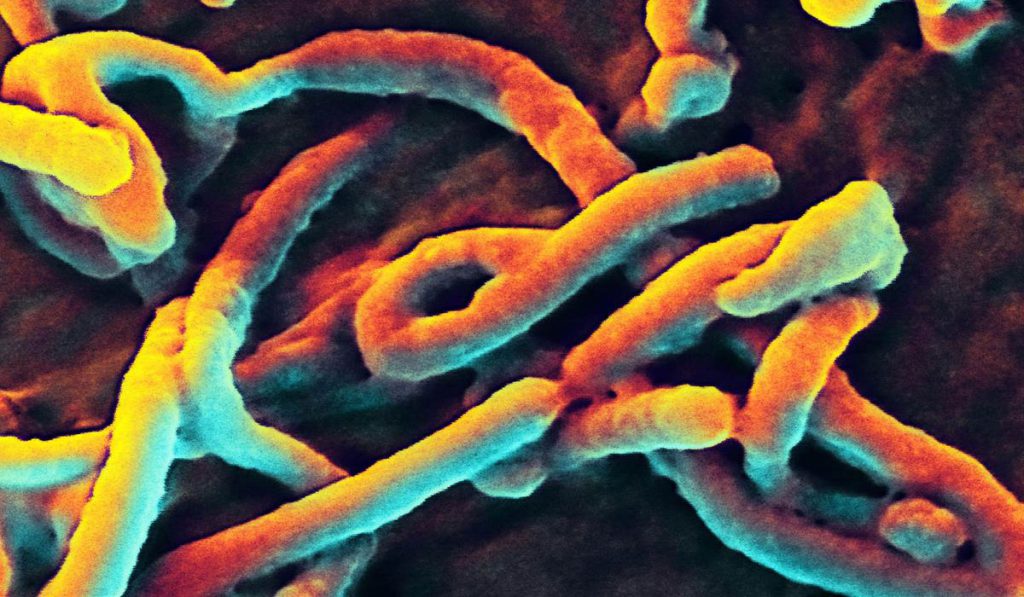 Ebola