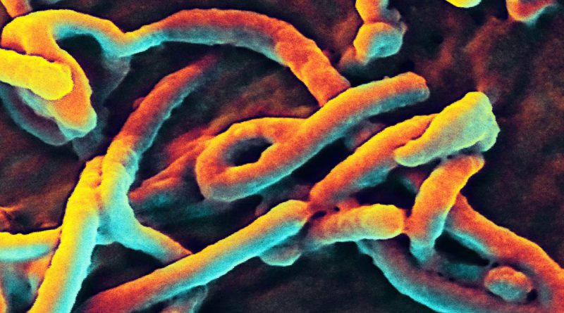 Ebola